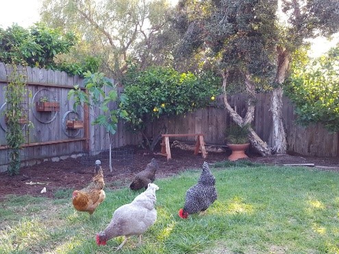 Backyard flock 1